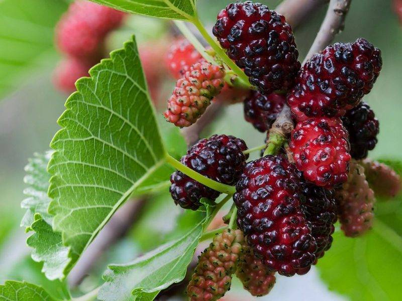 Шелковица купить саженцы из питомнике в Нальчике