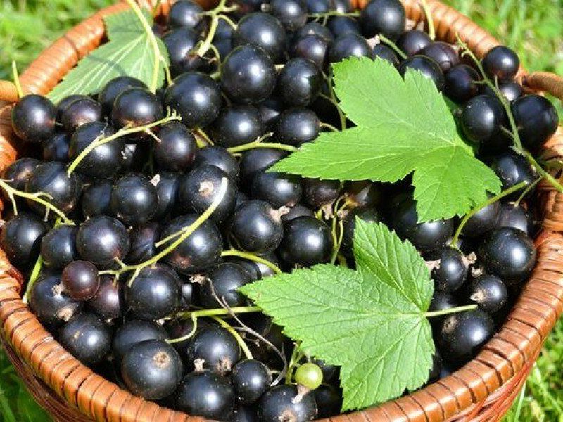 Смородина купить саженцы из питомника в Нальчике