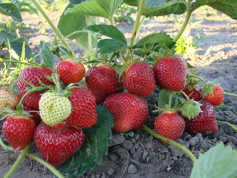 Клубника купить саженцы из питомника в Нальчике