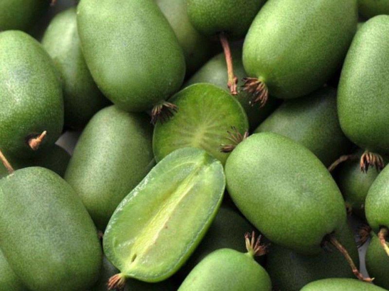 Актинидия купить саженцы из питомнике в Нальчике