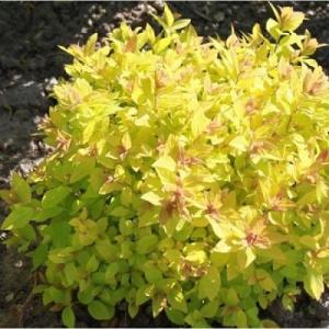 Спирея "ГОЛДЕН КАРПЕТ" (стакан Р9)