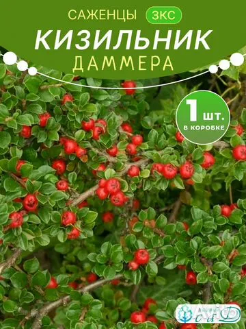 Кизильник Даммера саженец
