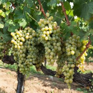 Виноград "АРКАДИЯ"